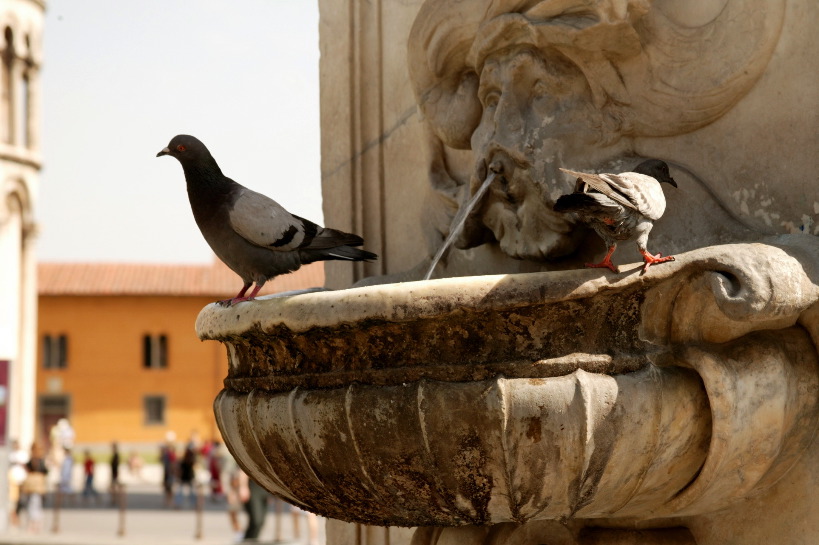The pigeons of Pisa