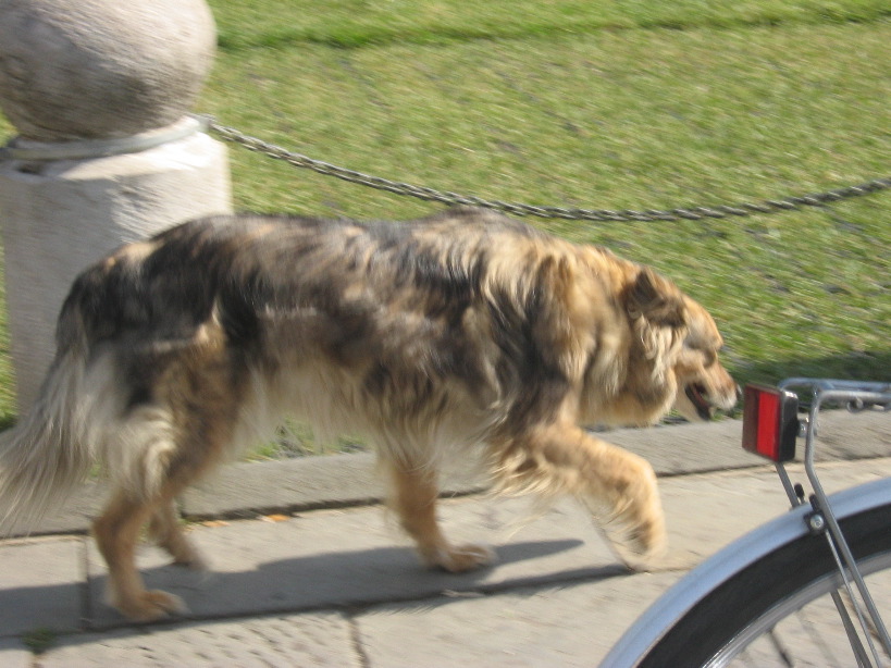 The famous "Dog of Pisa"