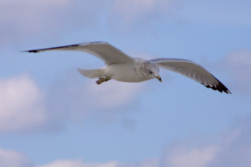 Bahamian Seagull